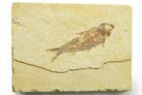 Bargain, Detailed Fossil Fish (Knightia) - Wyoming #363863-1